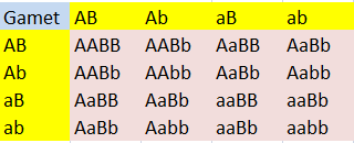 Hasil persilangan gamet AB Ab aB dan ab