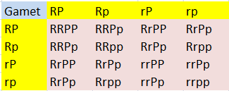 Hasil persilangan gamet RP Rp rP dan rp