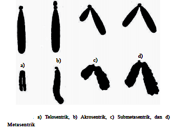 Kromosom